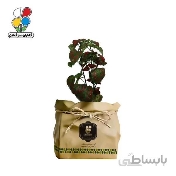 گیاه طبیعی گل سنگ قرمز گلباران