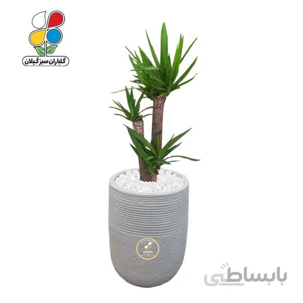 گیاه طبیعی یوکا سه غلاف مدل GN1-FAN1