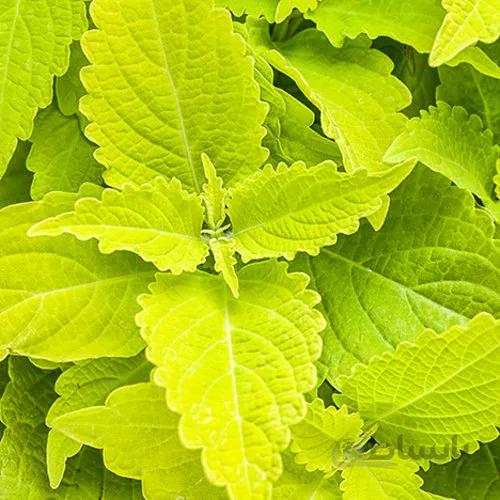 بذر حسن یوسف طلایی آمریکایی بسته 20 عددی