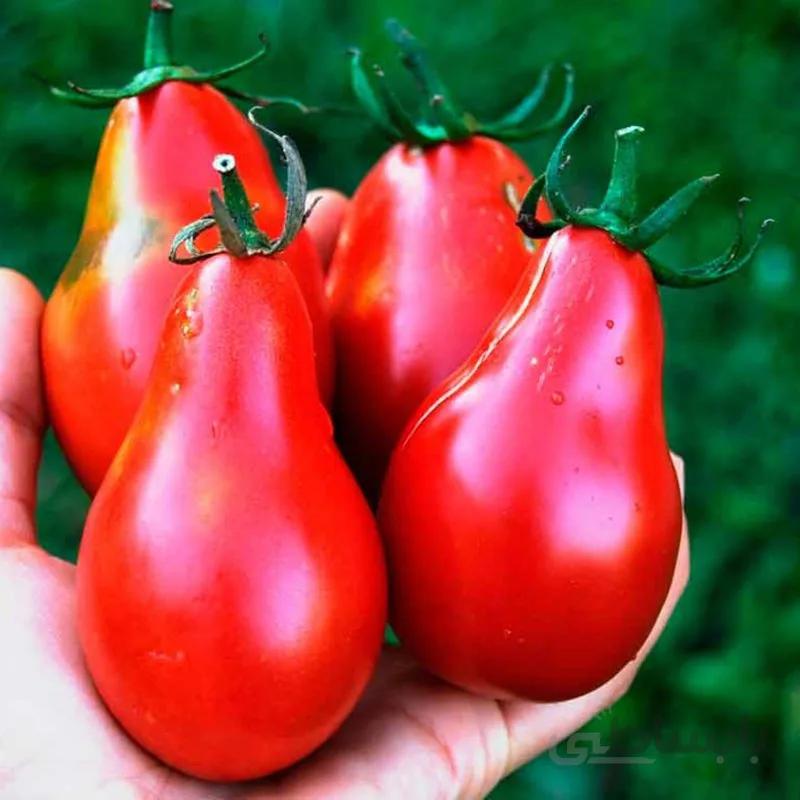 گوجه گلابی قرمز ( بذر اورجینال قرمز ) اورگانیک
