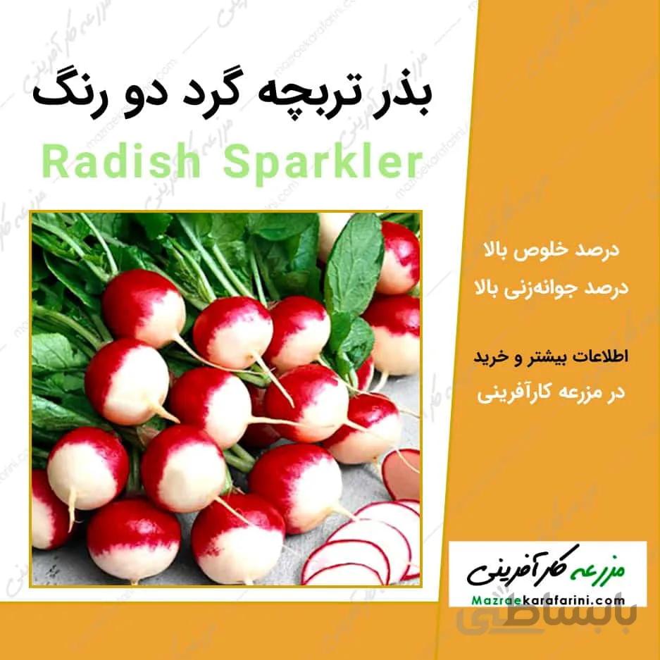 بذر ترپچه گرد دو رنگ