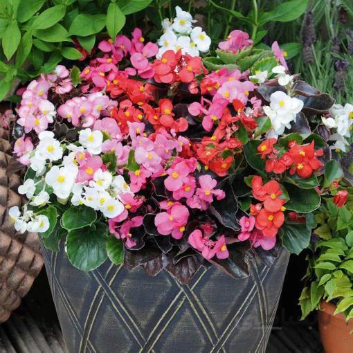 بذر گل بگونیا خوراکی تزئینی بسته 30 عددی