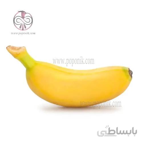 نهال موز پاکوتاه