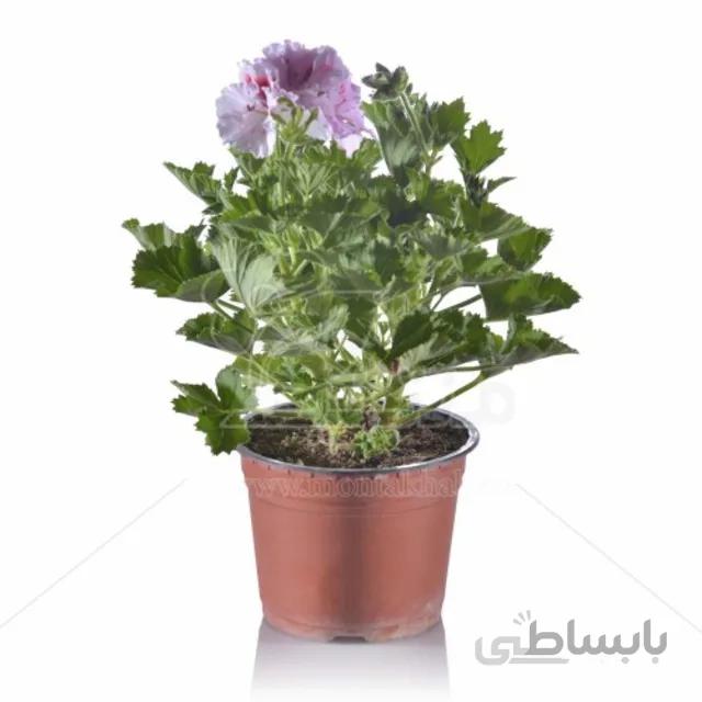 گل شمعدانی اژدر ارتفاع 30 سانتیمتر