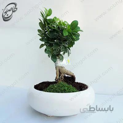 بونسای جینسینگ اصل سایز 3 طرح B-052