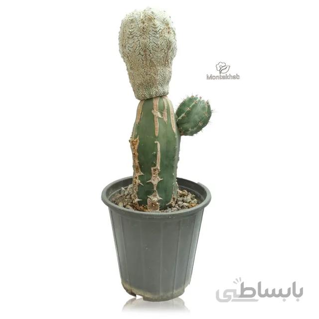 کاکتوس آستروفیتوم آستریاس سوپرکاپوتو وی تایپ ارتفاع 57 سانتی متر