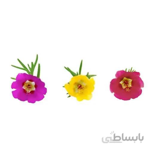 بذر گل ناز افتابی الوان