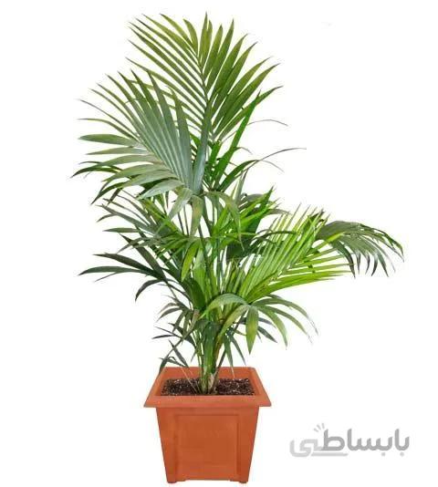 نخل کنتیا سه شاخ نیمه زباله
