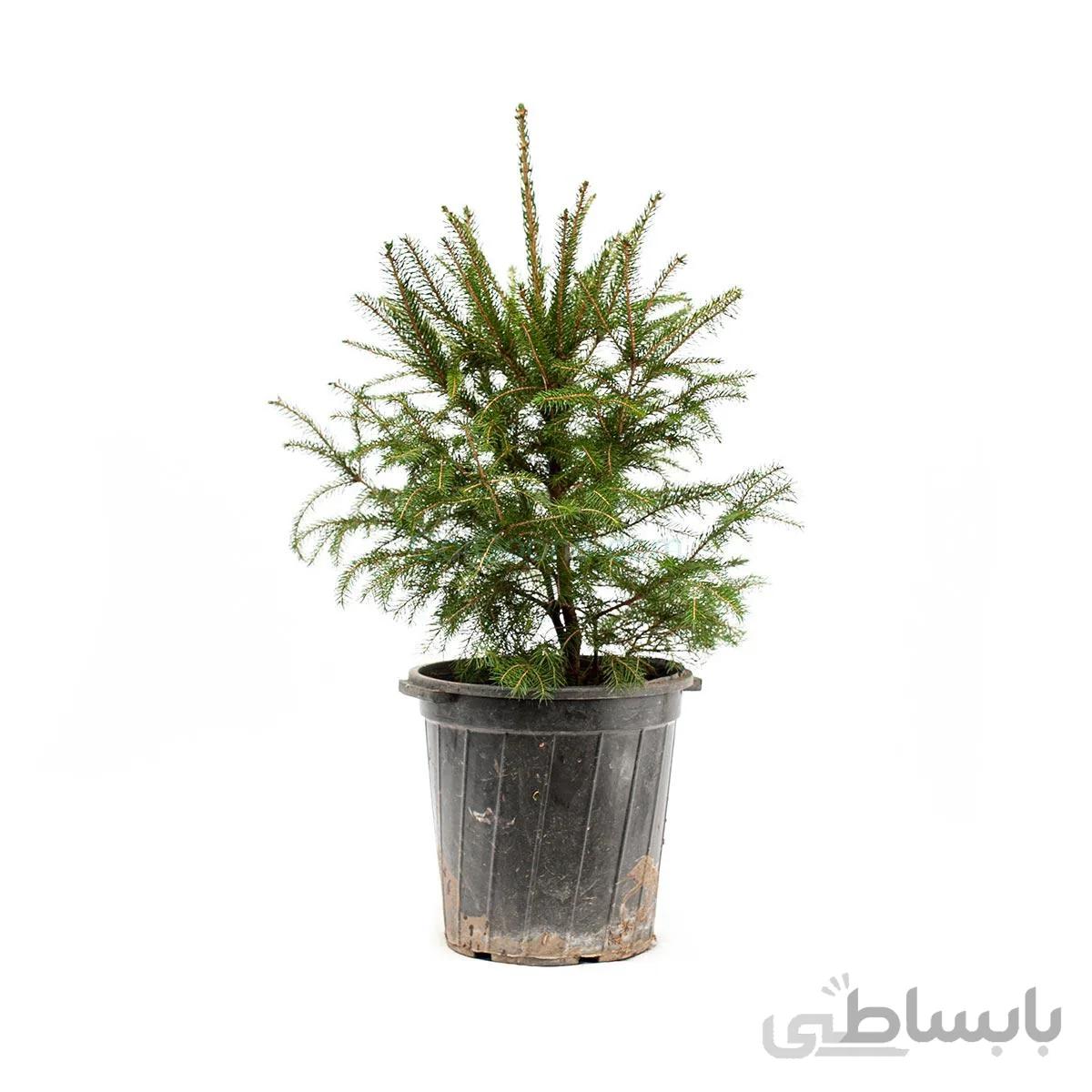 درختچه کاج نوئل | سایز متوسط