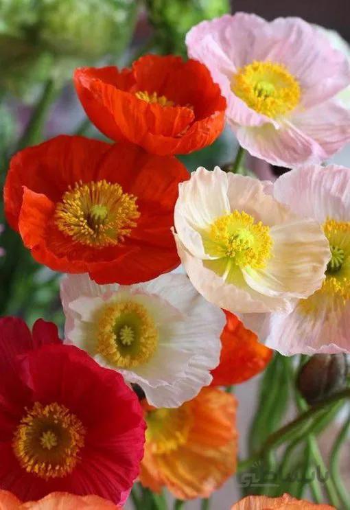 بذر گل خشخاش زینتی ایسلندی رنگارنگ بسته 50 عددی