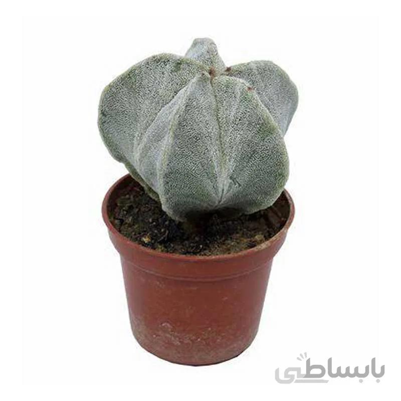 بذر آستروفیتوم