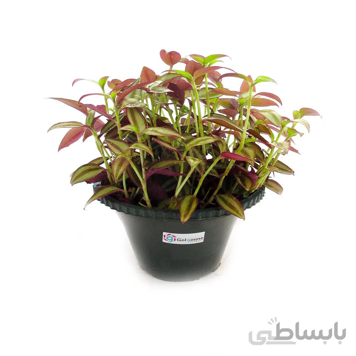 گیاه برگ بیدی یا زبرینا