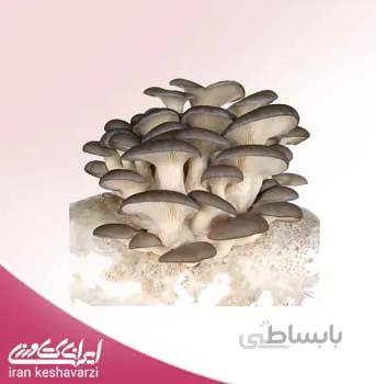 بذر قارچ خوراکی صدفی خاکستری Pleurotus ostreatus