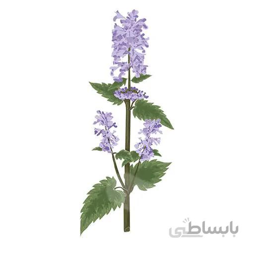 بذر نعنا گربه ای