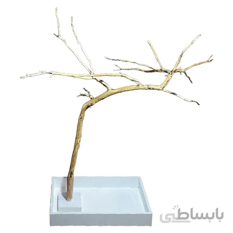 درختچه خزیدن طوطی
