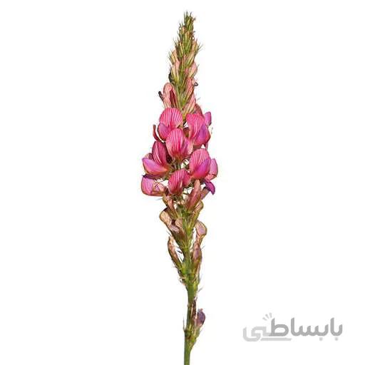 بذر اسپرس سرده