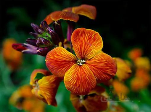 بذر گل شب بوی سلطانی رنگارنگ بسته 50 عددی