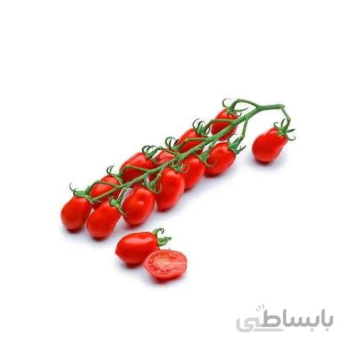 بذر گوجه فرنگی خوشه ای داترینو