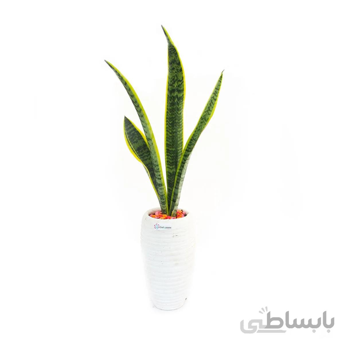 گیاه سانسوریا ابلق به همراه گلدان سفال