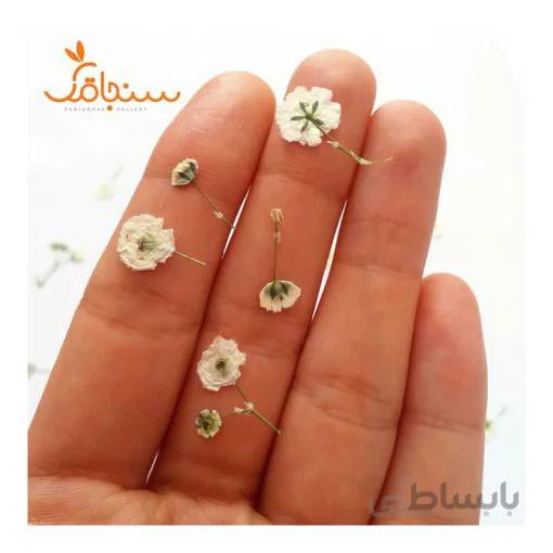 ژیپسوفیلا پرس شده(بسته ۵ عددی)