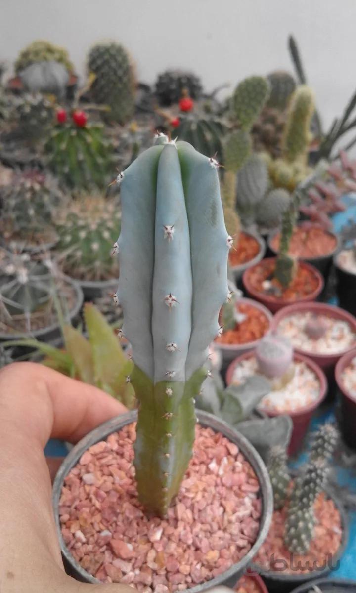 میرتلوکاکتوس | Myrtillocactus