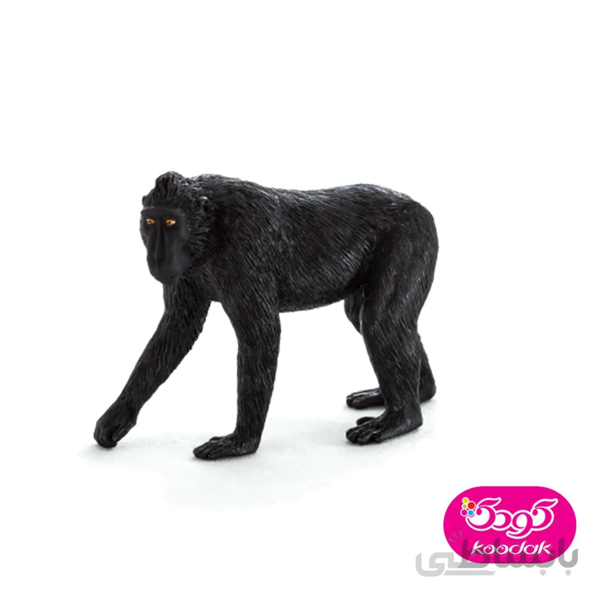 ماکاک سیاه کاکل دار 387182 – حیوانات موجو