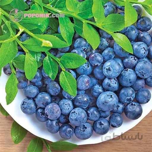 نهال بلوبری آبی درخشان
