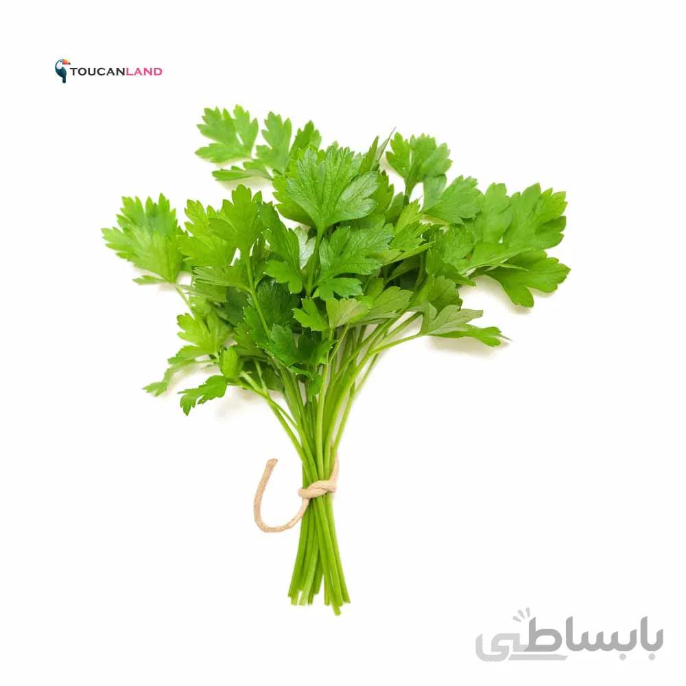 بذر گشنیز کد 331310
