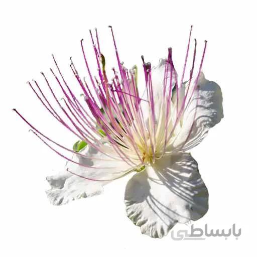 بذر علف مار