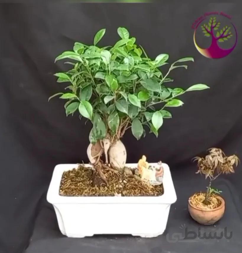 بنسای(بونسای) فیکوس میکرو کارپا اورجینال(غیر پیوندی) ا Microcarpa ficus bonsai