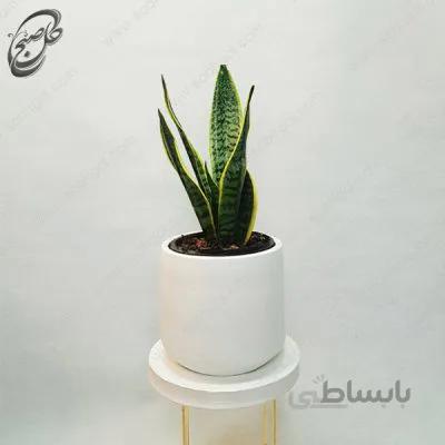 سفارش گل آنلاین – سانسوریا کراواتی ابلق طرح S-010