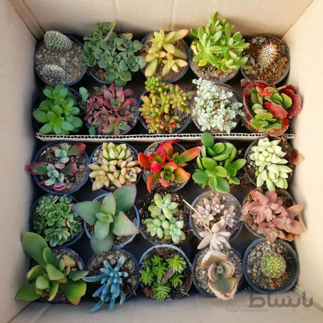 پک ساکولنت ممتاز 25 عددی (گلدان 6 )