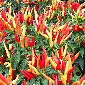 بذر فلفل زینتی میوه باریک