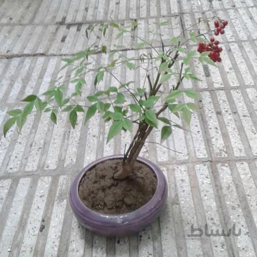 بونسای ناندینا میوه دار
