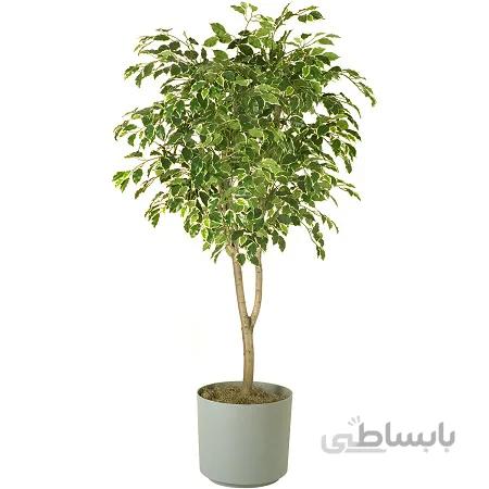 فیکوس بلک بنجامین پیوندی