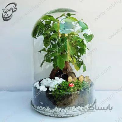 تراریوم بونسای جینسینگ مدل TB-071
