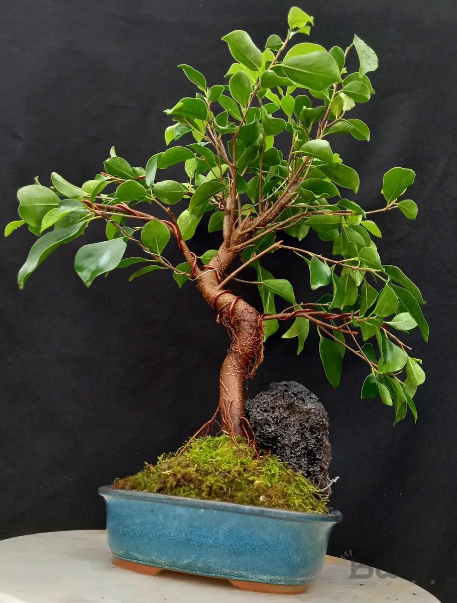 بونسای فیکوس رتوزا فرم اس وارداتی ۱۰ ساله ا Ficus bonsai