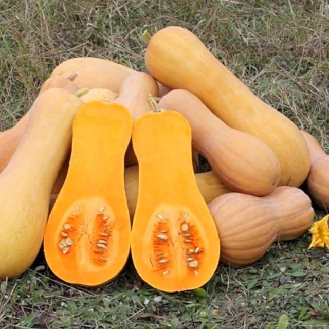 بذر کدو رشتی بسته ۱۰ عددی