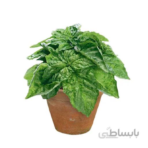 بذر ریحان کاهویی