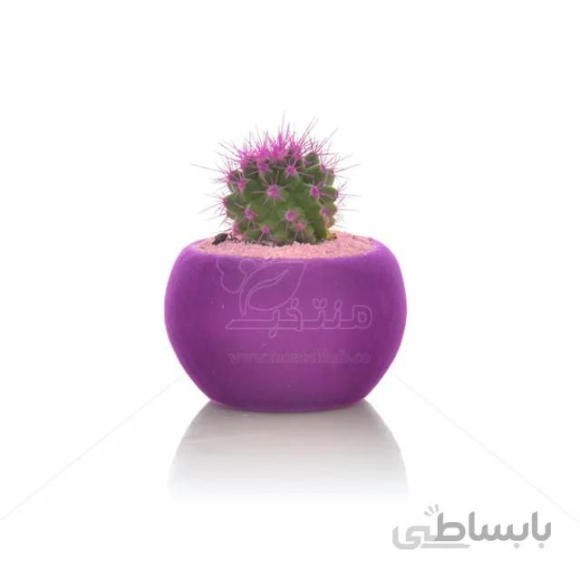 کاکتوس اچینو رنگی در گلدان مخملی ارتفاع 8 سانتی متر
