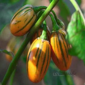 بادمجان توگا نارنجی با خط های سبز ا Toga Eggplant