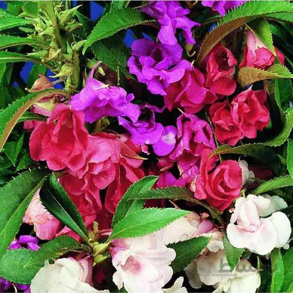 بذر گل حنا باغچه ای میکس