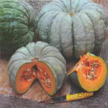 بذر کدو عروسکی سبز بسته ۸ عددی