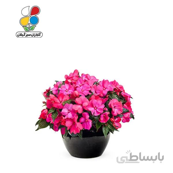 بذر گل حنایی بسته بندی کوچک مدل GPSF7S