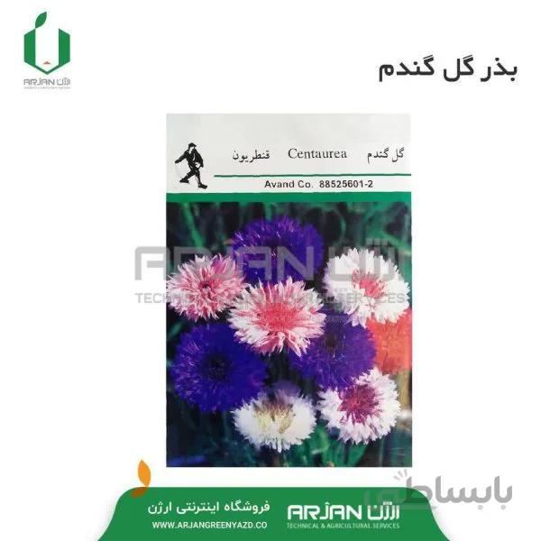 بذر گل گندم