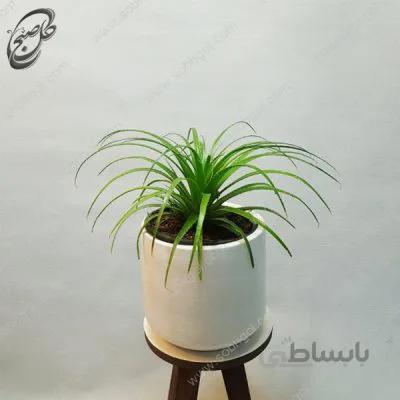 سفارش گل آنلاین – آگاو لیندا طرح A-015