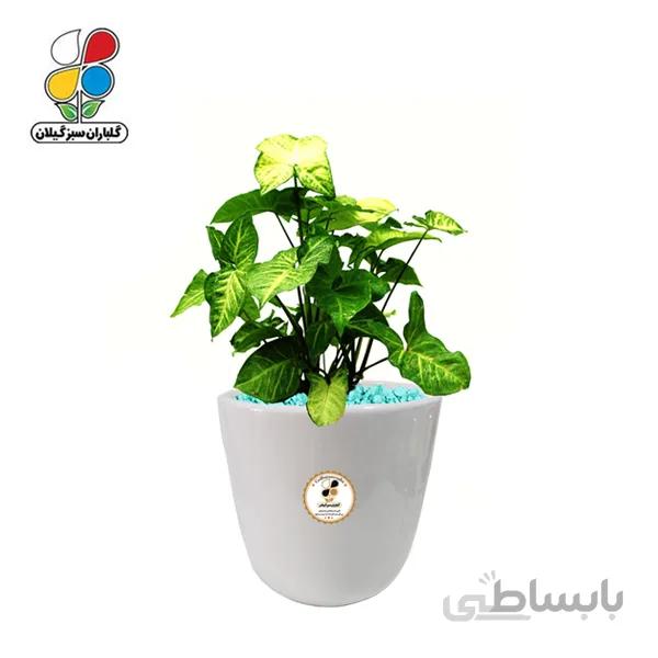 گیاه طبیعی سینگونیوم متوسط