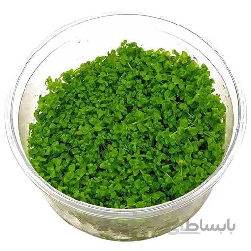بذر چمن مونت کارلو