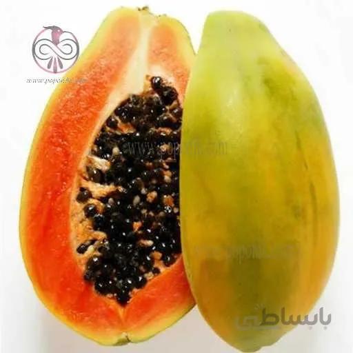 بذر پاپایا رد لیدی پاکوتاه