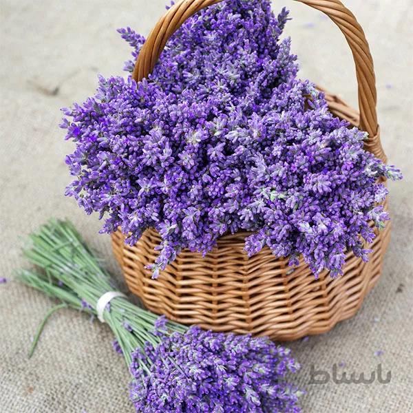 بذر اسطوخودوس